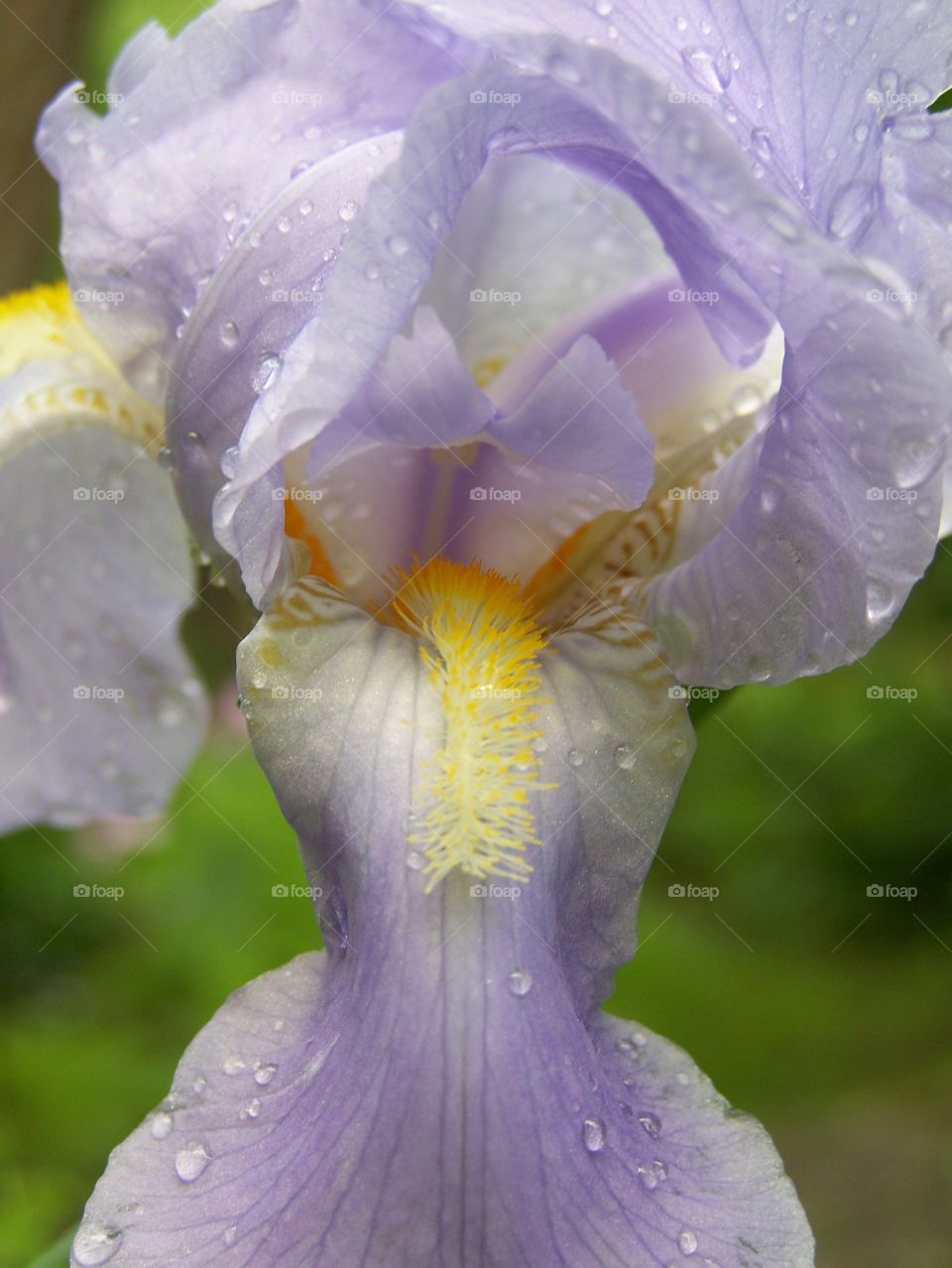 Adirondack Iris 