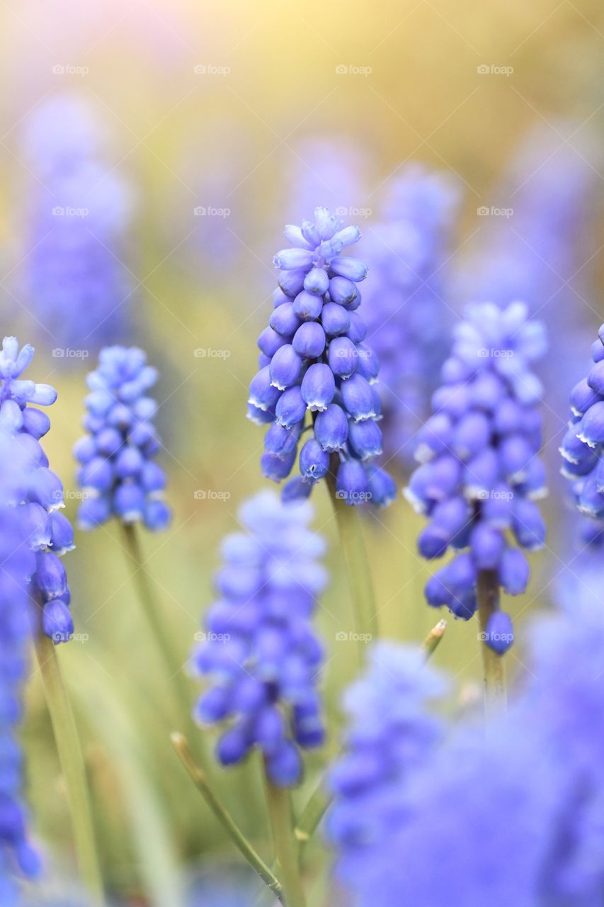Closeup macro of blue or purple colorful flowers in spring