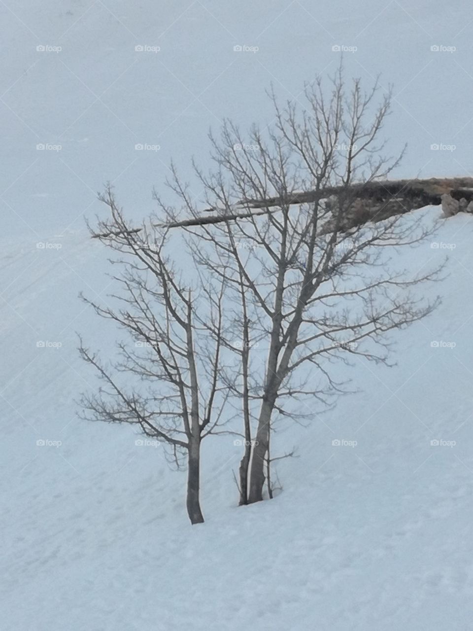 Tree without their leaves. It's winter