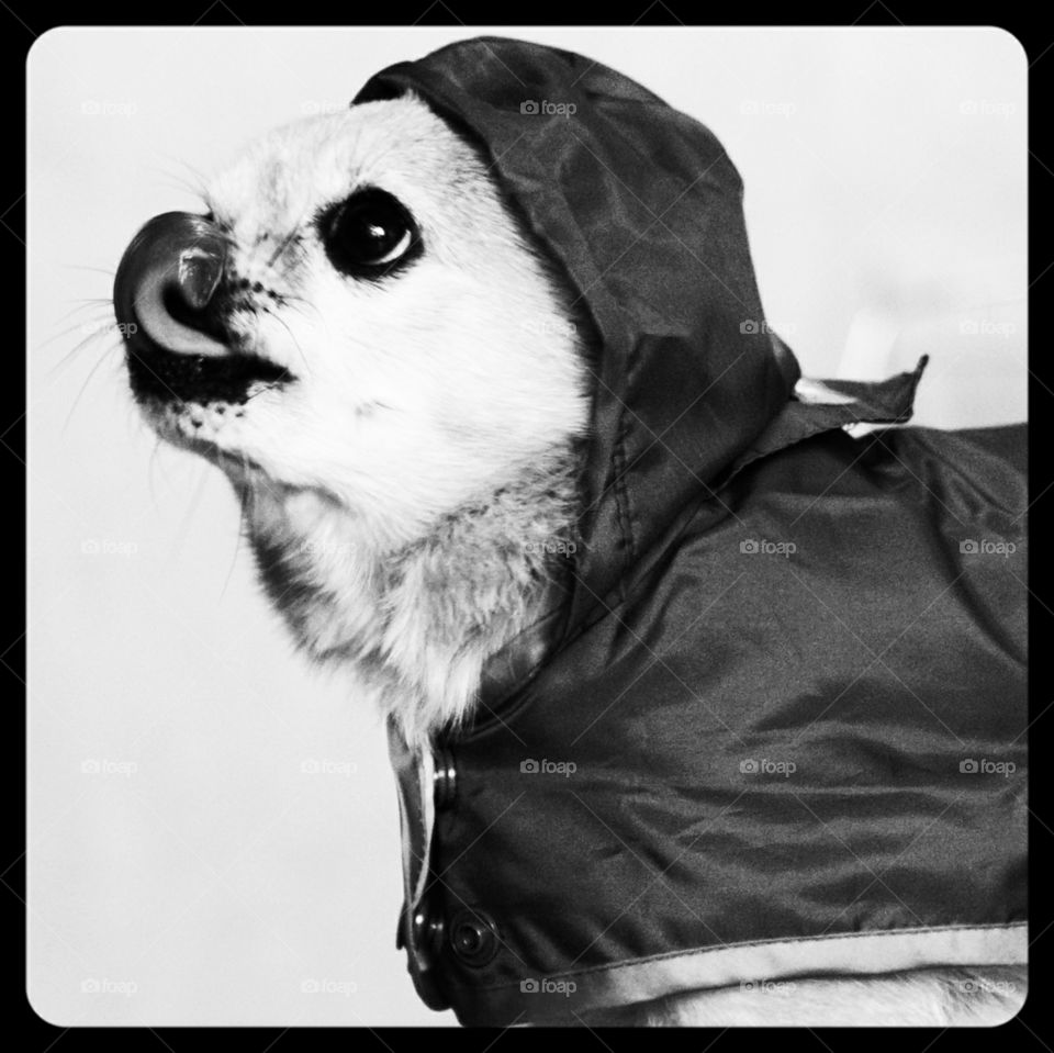 Chihuahua in a raincoat licks his lips. Black and white.