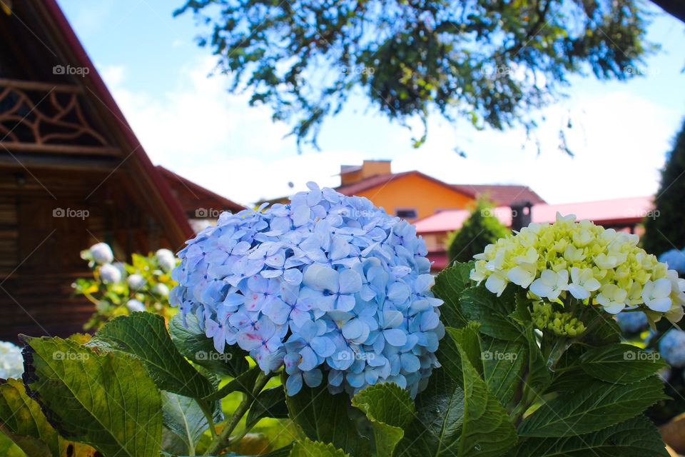 Hydrangea is a luxurious decorative plant with large leaves and showy flowers.  Climber of tropical origin