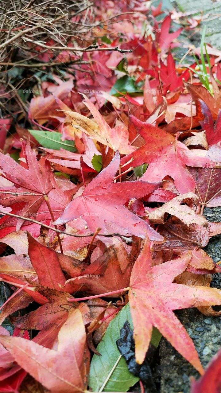 Beautiful, intense, gorgeous, colorful autumn leaves