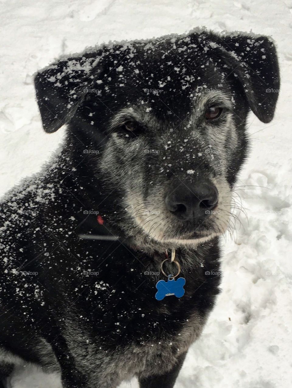 Foap, Dogs of the USA: A senior Labrador Retriever calmly sits and enjoys the snow. Garner, North Carolina. 