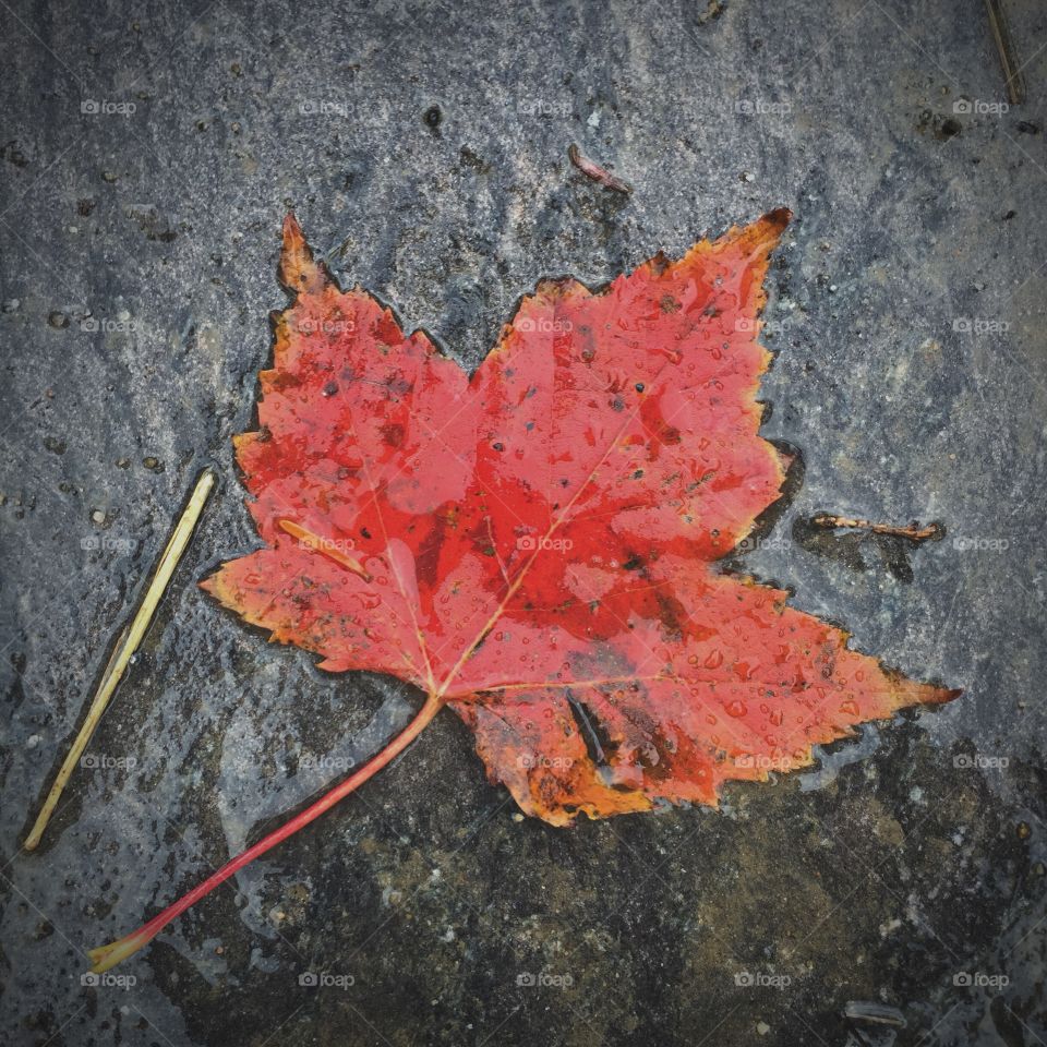 Red leaf on rock