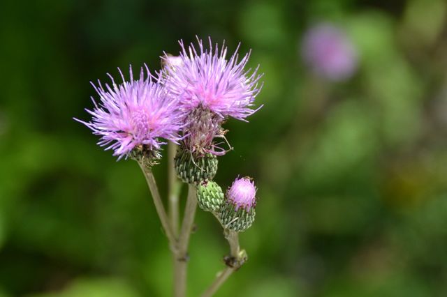 Closeup of a flower