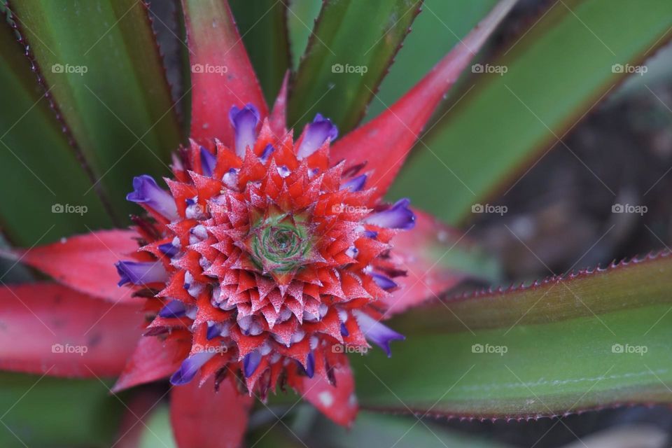 Red pineapple