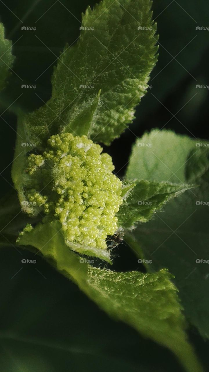 Macro photo of a flower growing in the garden