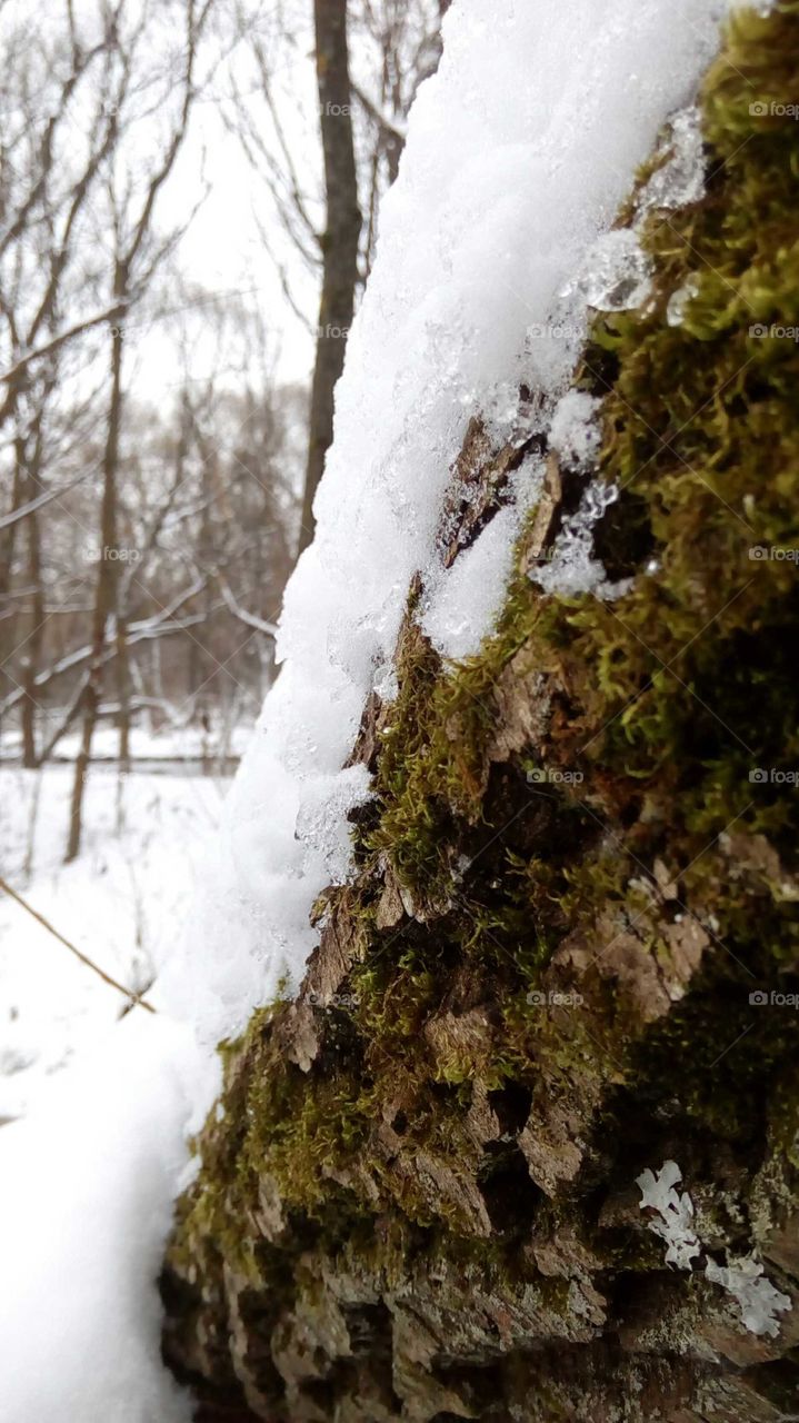 snow that covers tree