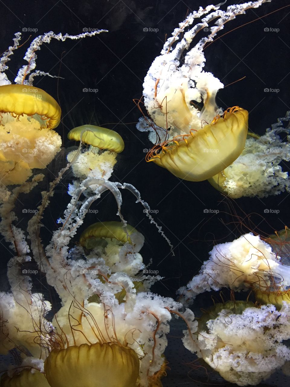 Sea Jelly -  S.E.A Aquarium