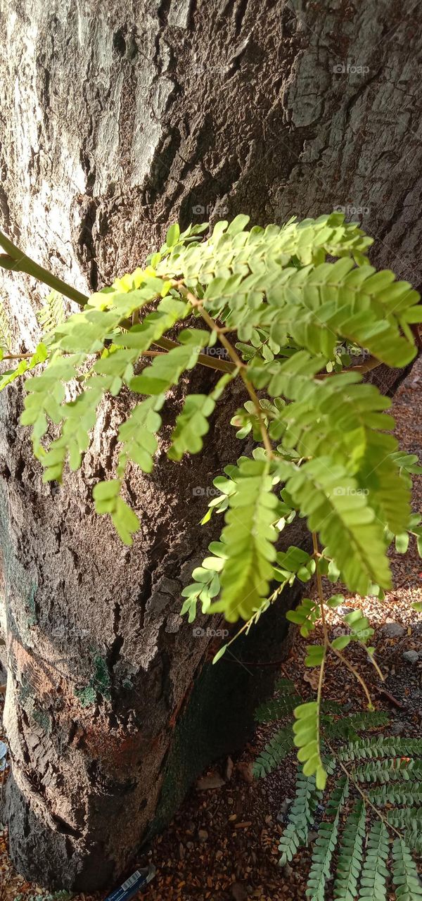 tree branch 🌴