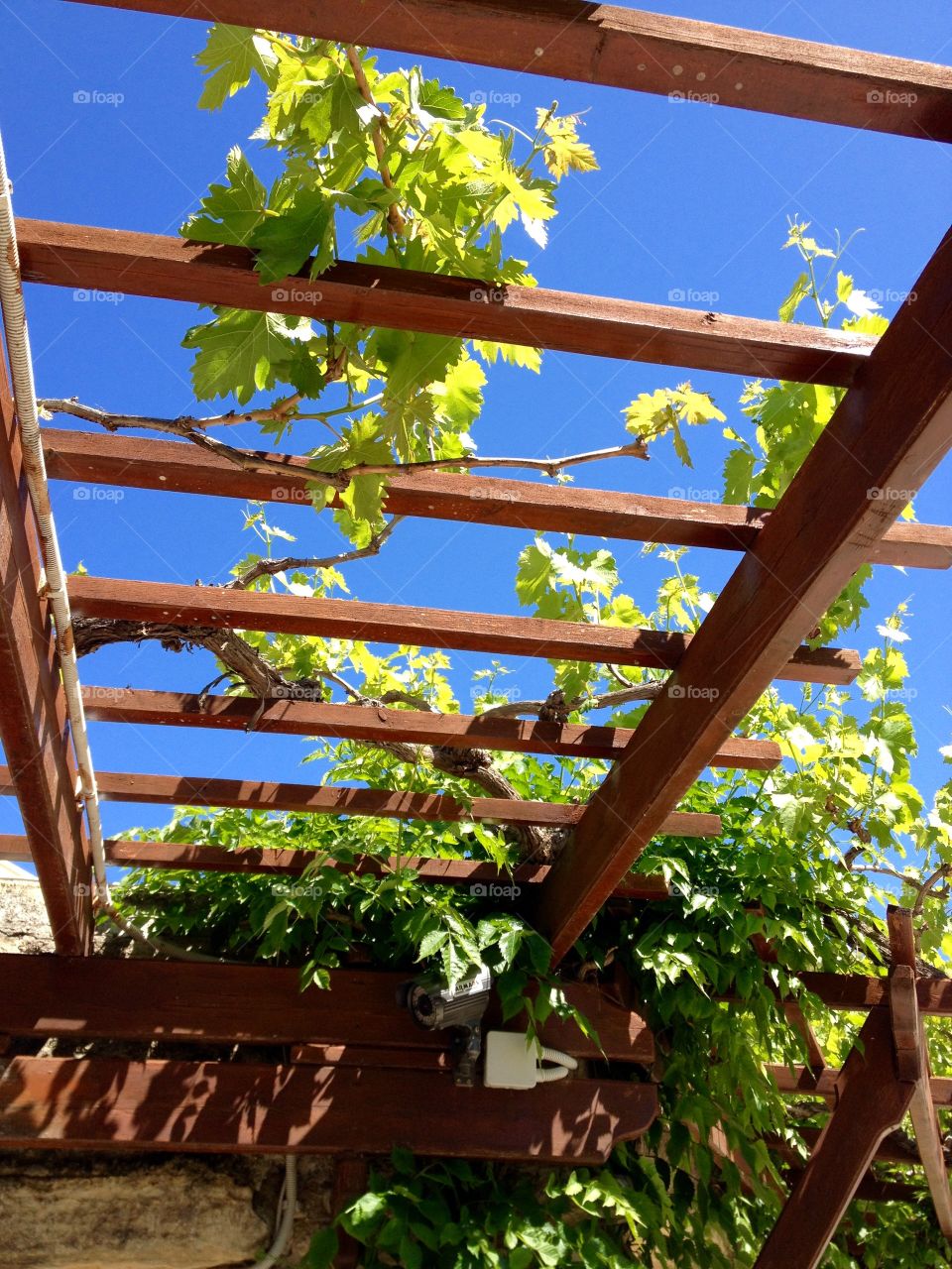 Grape vines on a sunny day in Greece