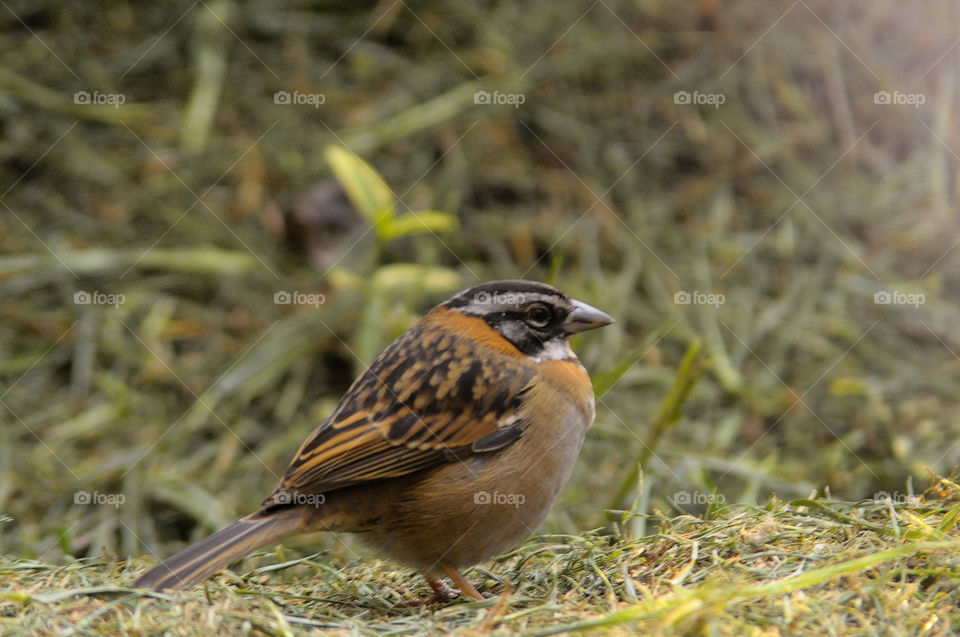 Bird Eating Copeton .