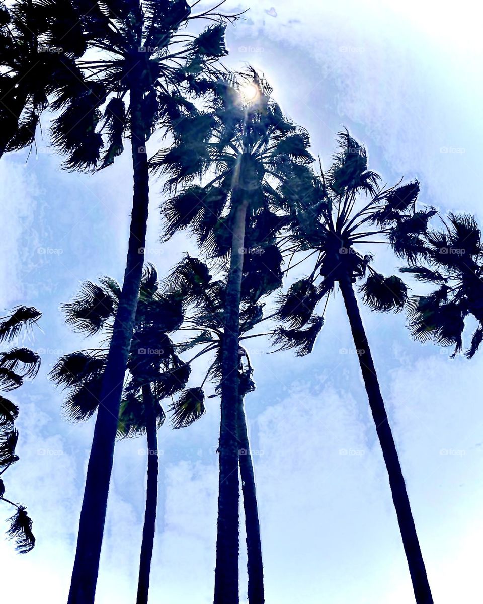 Sunbeams through the palm trees