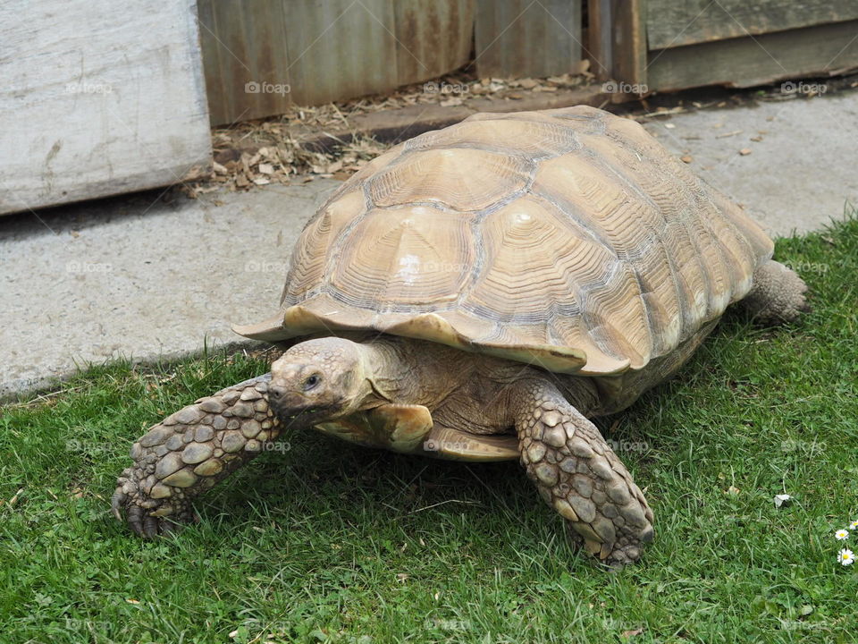 Close up Walking Tortoise in Folly Farm Zoo
