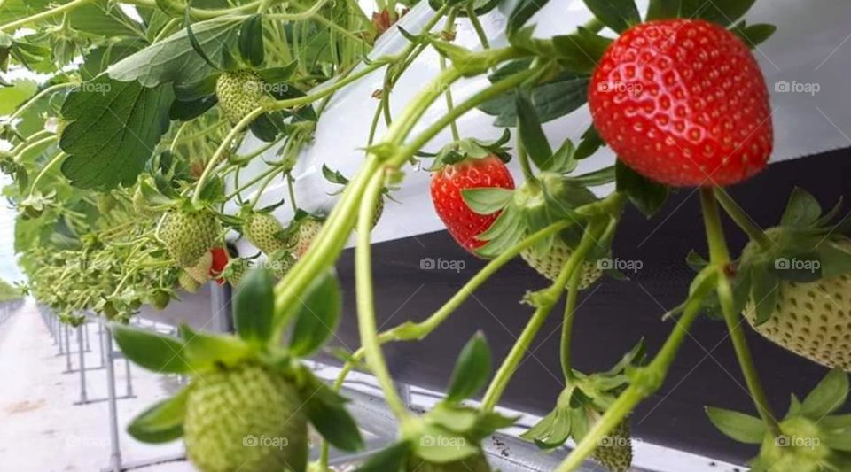 strawberry on the farm