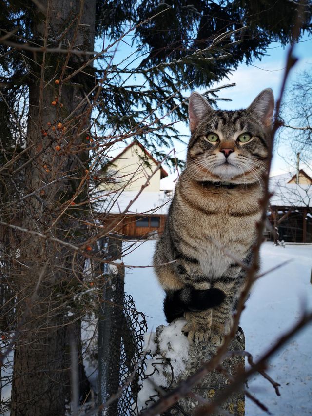 Cat