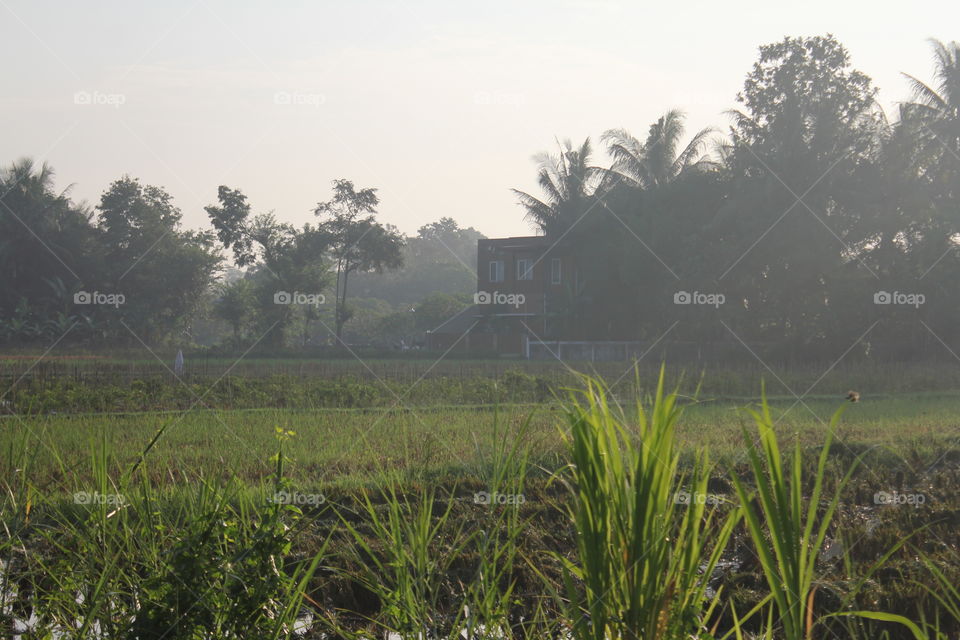 Agriculture, Cropland, Landscape, Rice, No Person