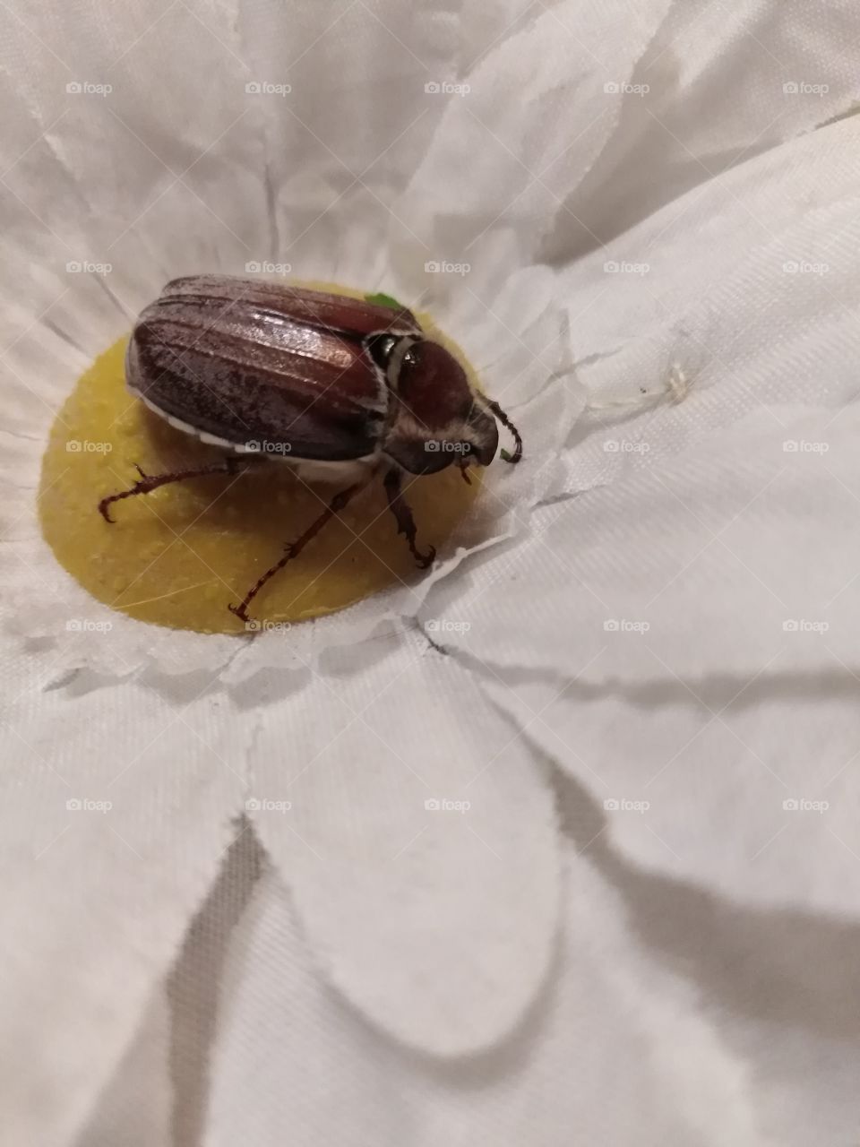 Майский жук