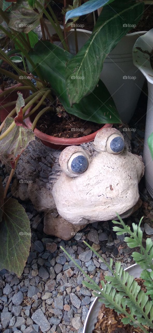froggy flower pot