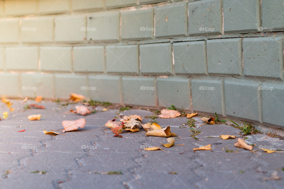 Close up view to old yellow autumn leaves 