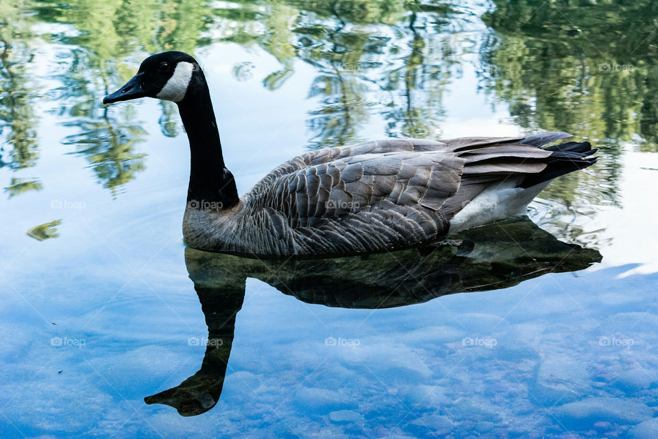 Goose Geese in Pond