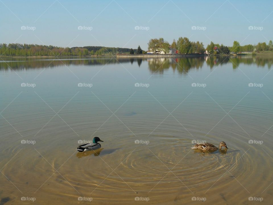 lake landscape