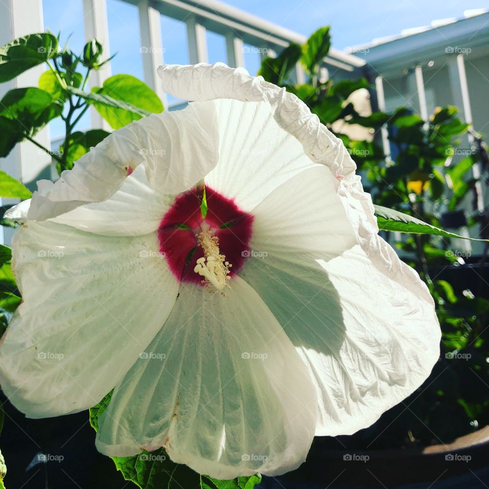 White hibiscus