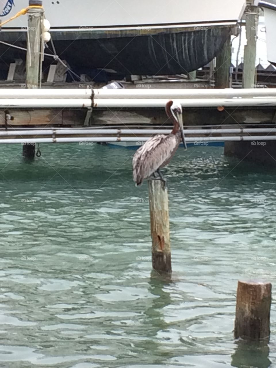 pelican on the pier in Florida 
