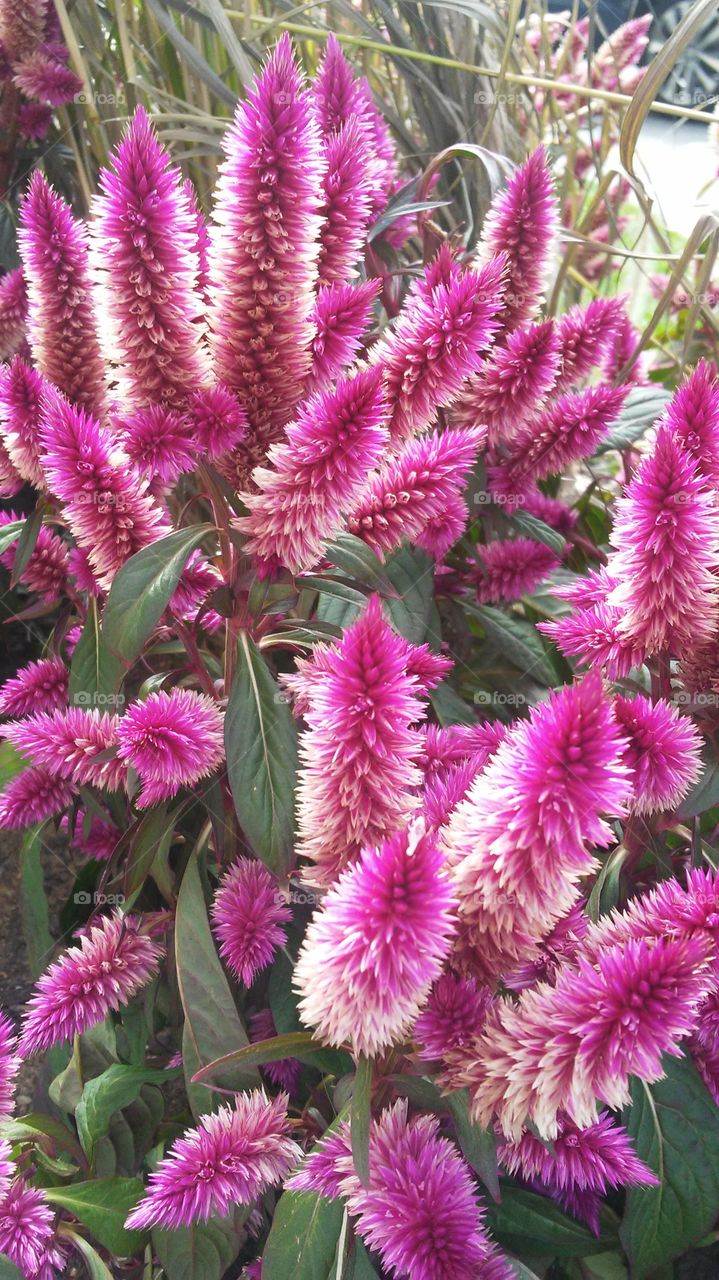 Flora, Nature, Flower, Garden, Summer