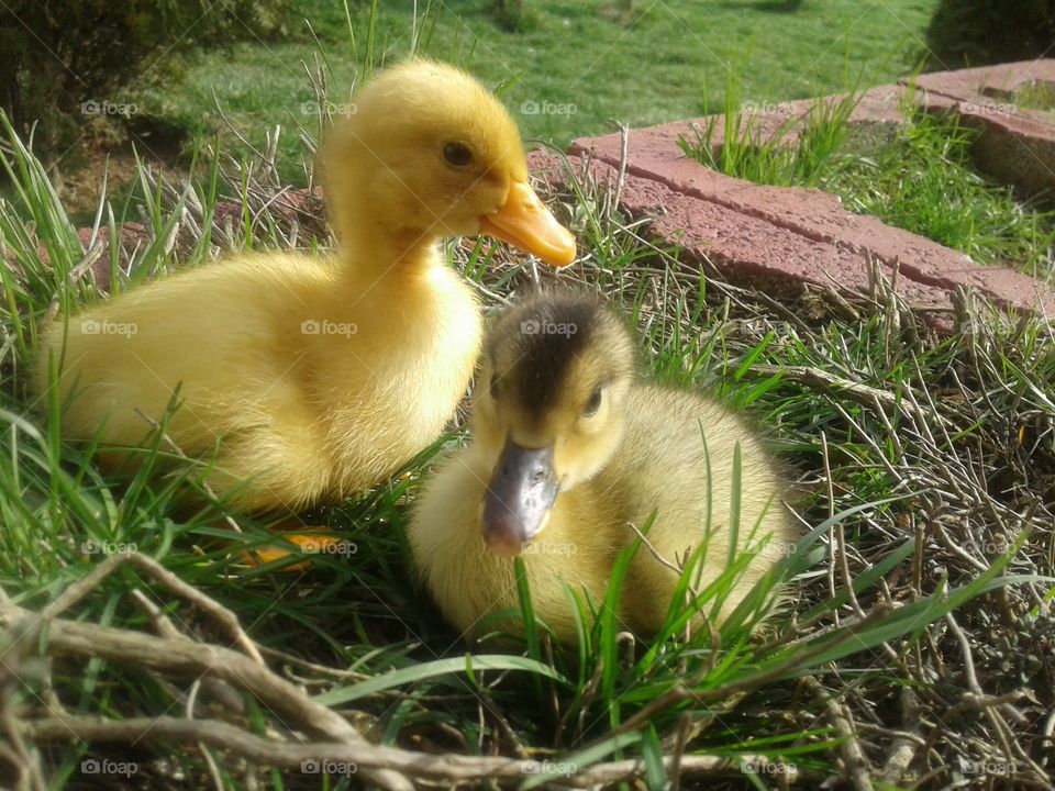two ducklings