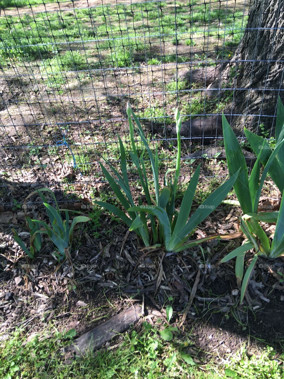Irises and day lilies coming up soon to bloom! Still working on this flower garden.