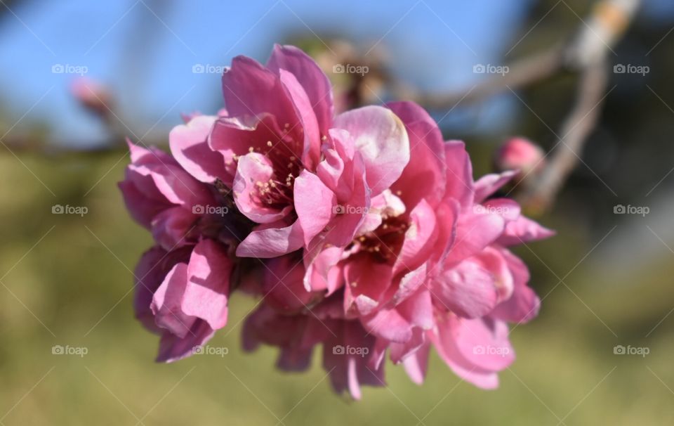 Close up of beautiful pink flowers with blue sky and green grass in the background. Redland Bay, Queensland, Australia.