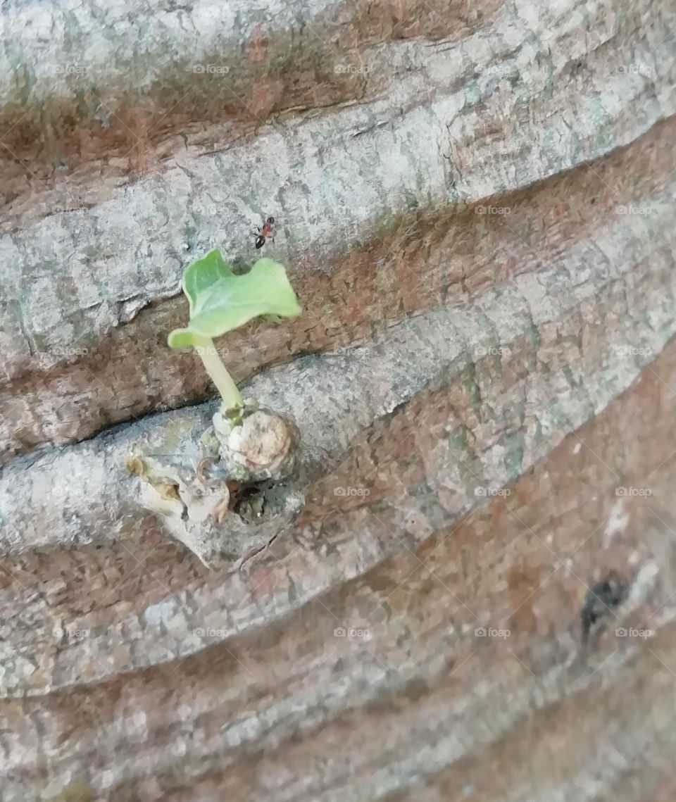 madam ant leaving the leaf