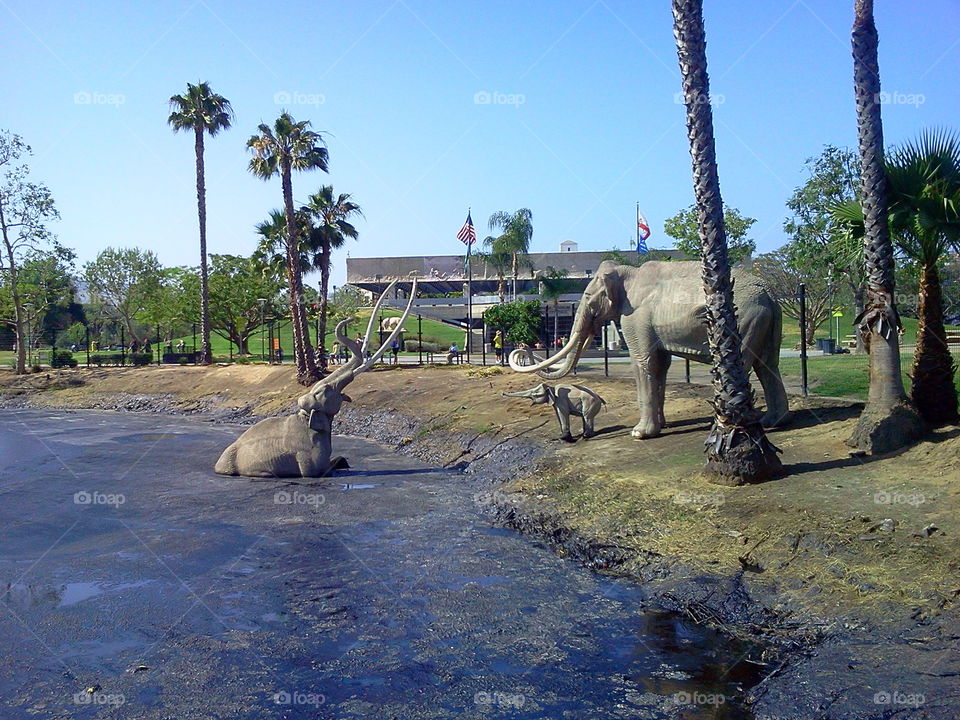 la brea tarpits
