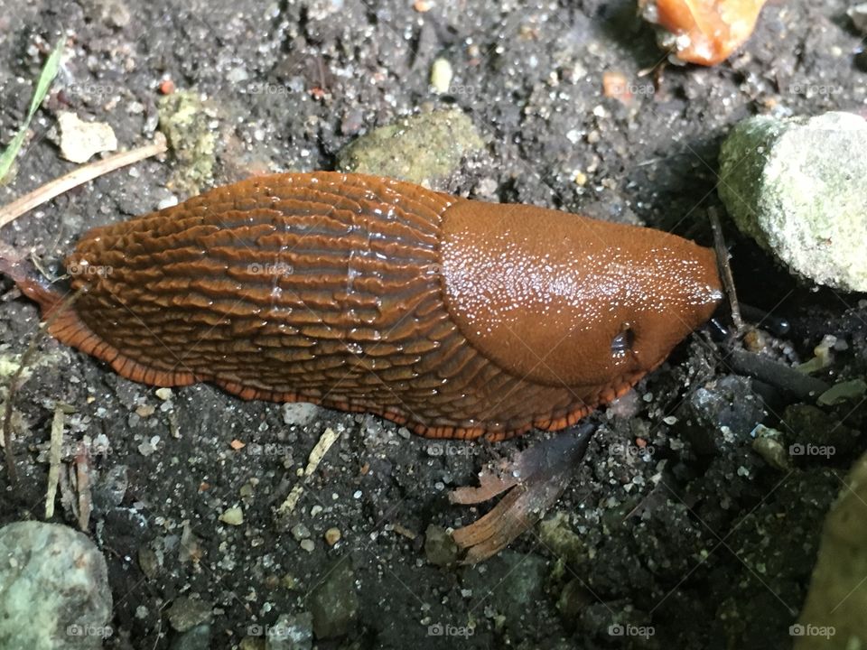 Slug