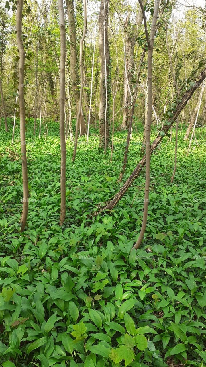 Natur, Wald, Bärlauch, Frühling, grün