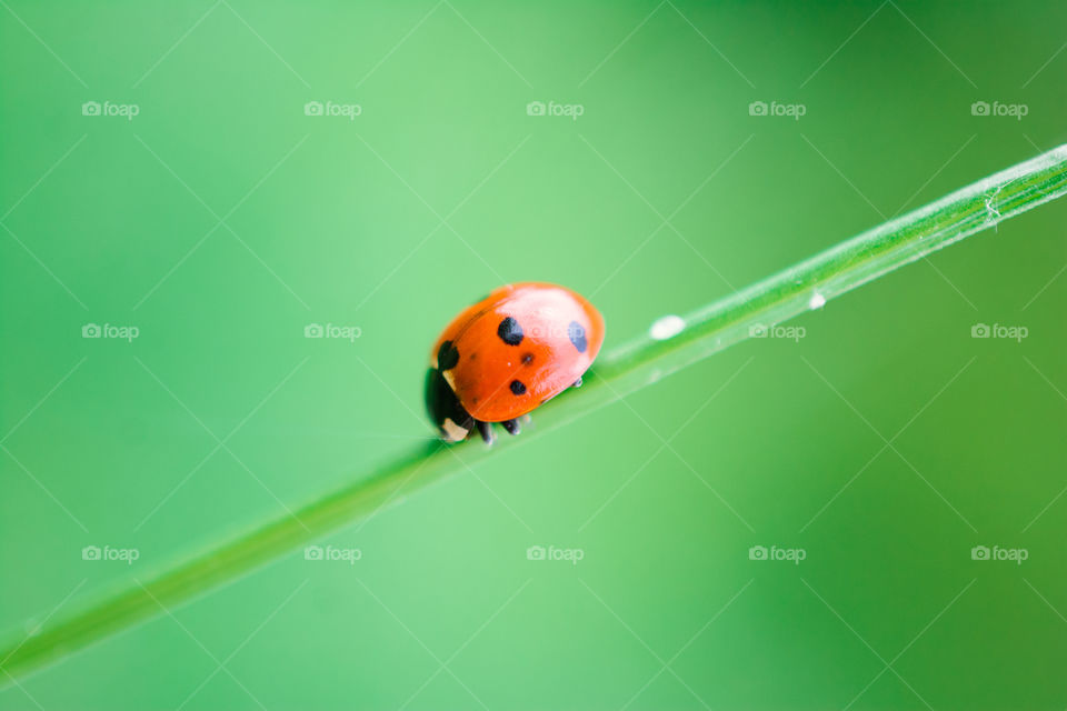 Lady Bug on a Blade of Grass Macro