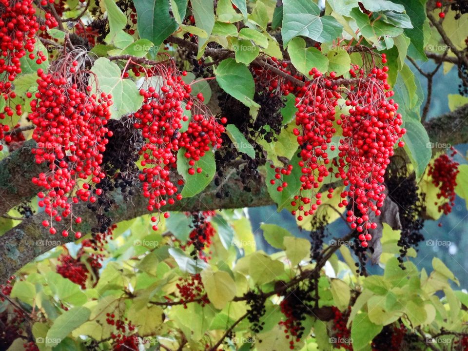 Berries in New Zealand 