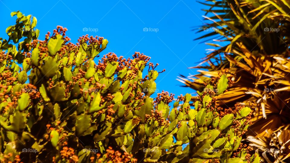 cactus fruits 