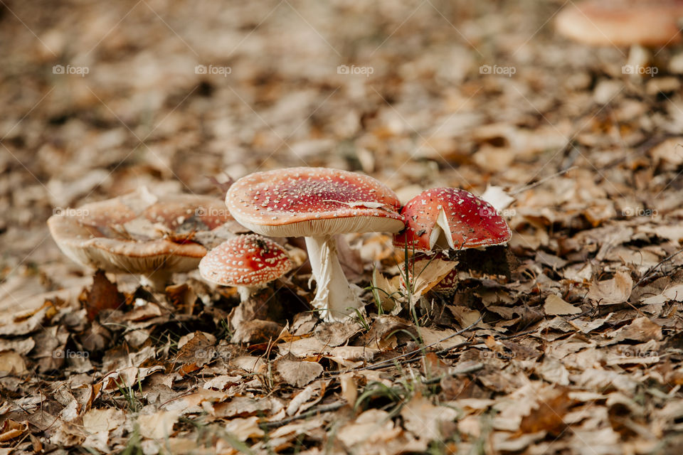 Cute mushrooms with red spotted tops in leaf litter- fall scene