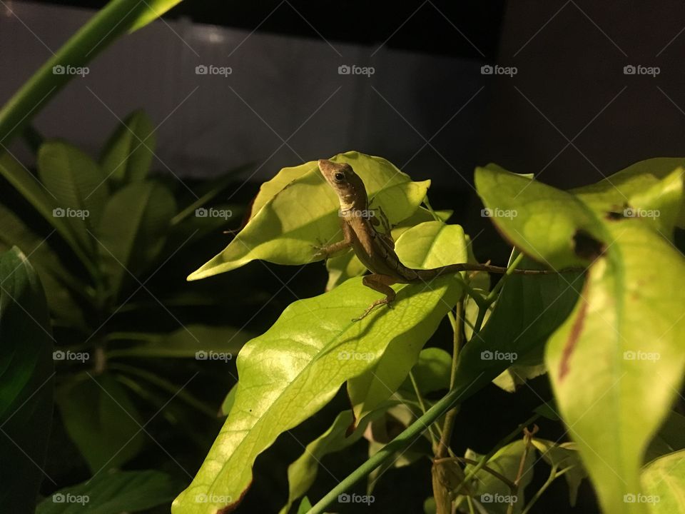 Lizard, night, leaves, baby tree, lychee tree, brown anole, Florida, Florida reptile, reptile, summer, night, dusk, dark, green, standing, interested, curious, baby lizard