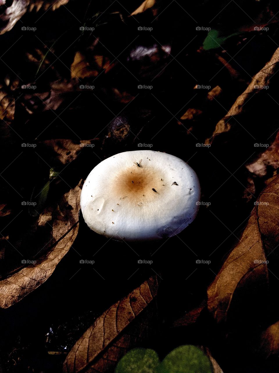 Closeup of gnat and dewdrop on wild mushroom 