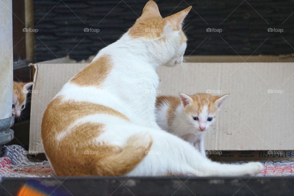 mom cat and her kids