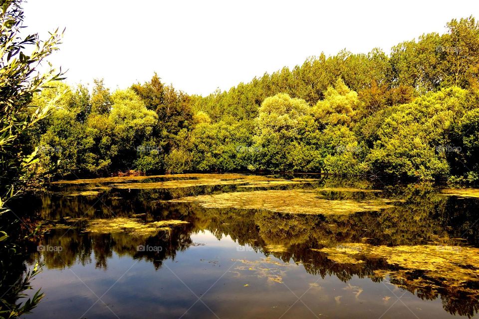 Reflection of trees in water