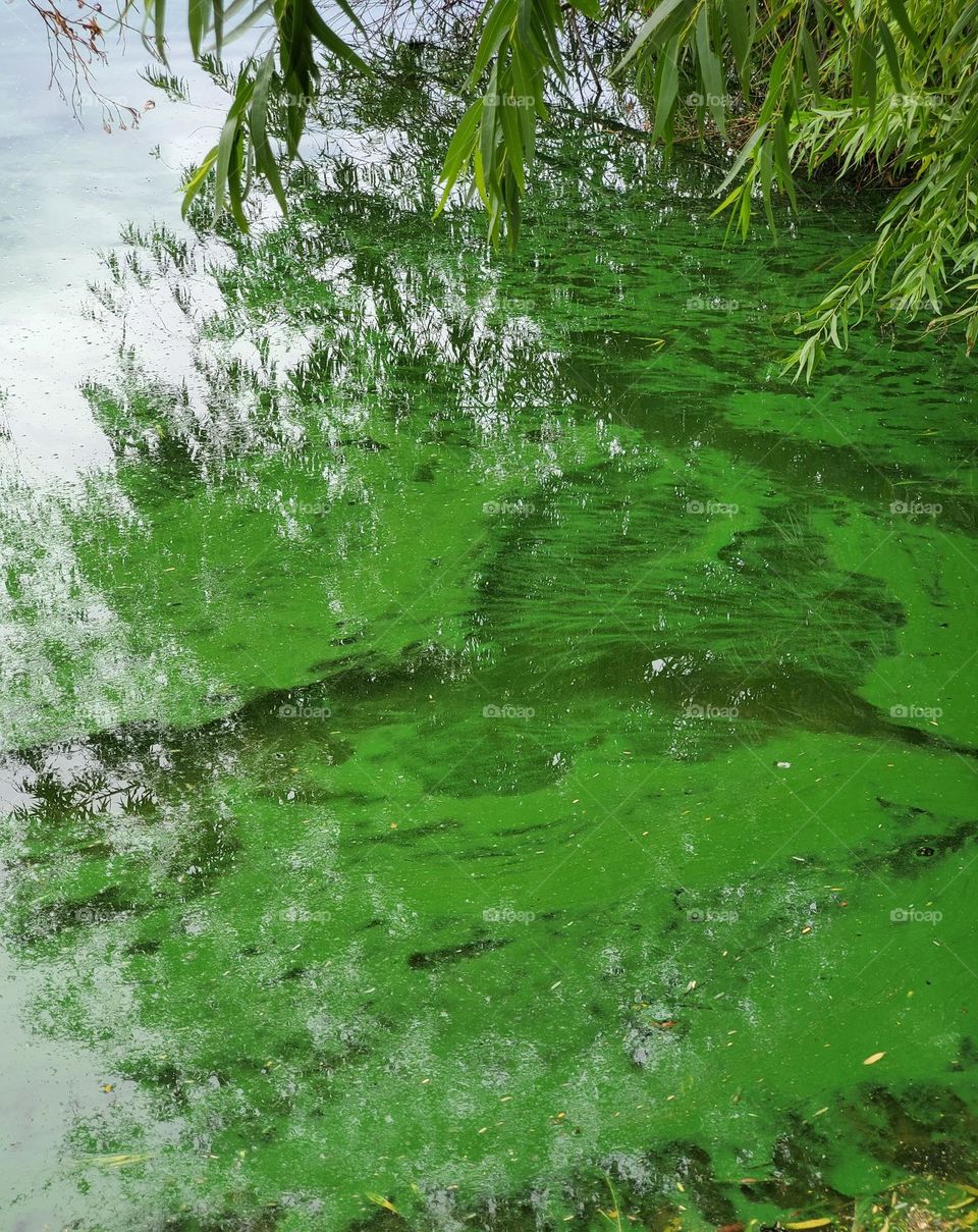 Beauty of Algae on the Lake