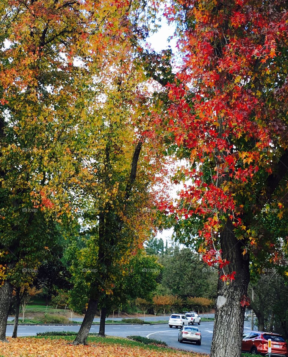 Driving in autumn 