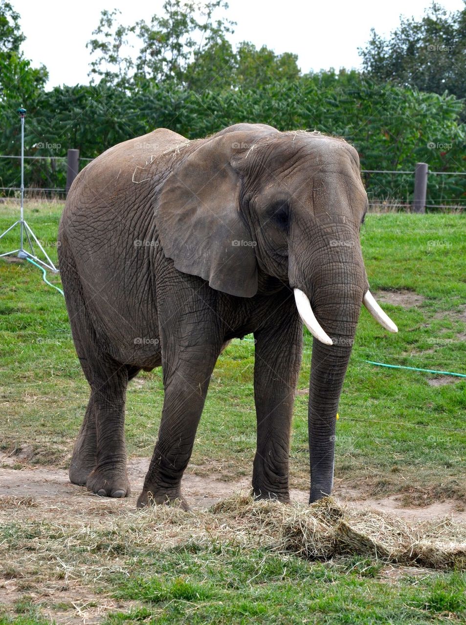 Elephant