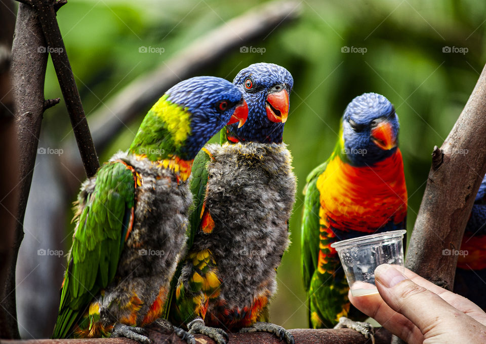 Rainbow Lorikeets