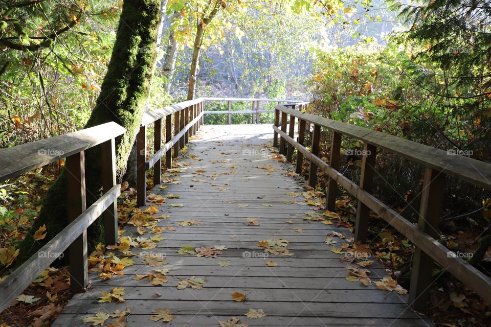 Fallen leaves on the bridge 