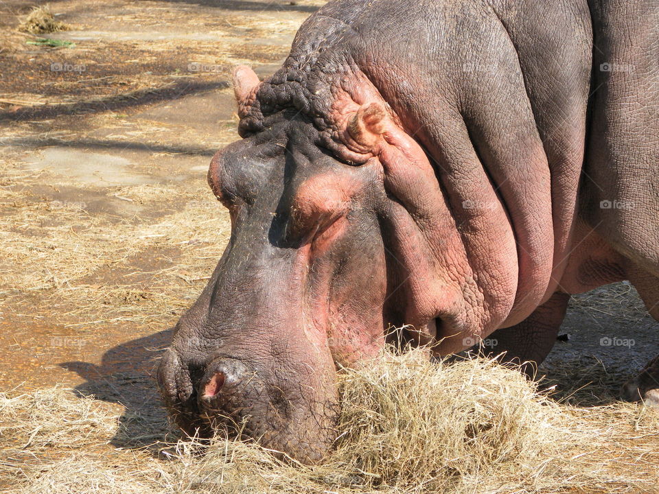 I want a hippopotamus for.....
